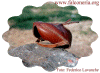 cappkazak.JPG (40205 byte)