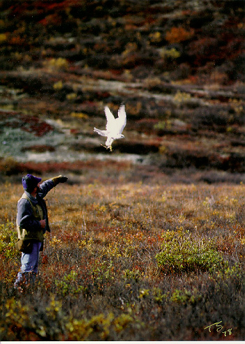 Falconiere dall' Alaska