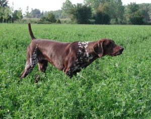 10 regole per l’addestramento del cane da ferma