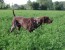 10 regole per l’addestramento del cane da ferma