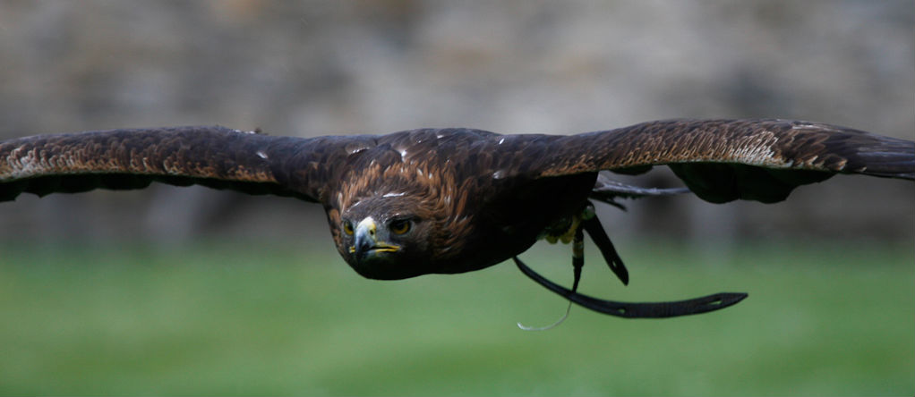 g_eagle