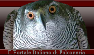 Benvenuto su www.falconeria.org!