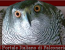 Benvenuto su www.falconeria.org!