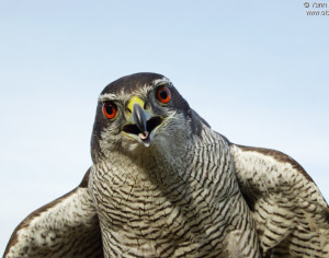 Addestramento del falco