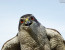 Addestramento del falco
