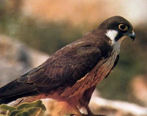 Eleonora di Arborea e il Falco della Regina