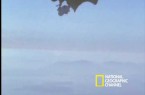 High-Velocity Falcon