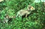 Operación Zorro – Parte 2