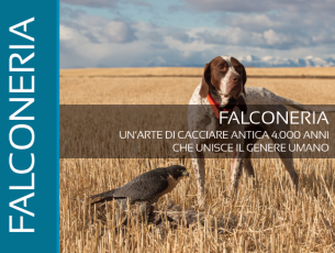 Falconeria, un’arte di cacciare antica 4000 anni che unisce il genere umano