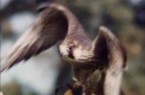 ASSASSINI VOLANTI – DOCUMENTARIO UCCELLI RAPACI