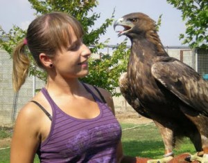Falconeria: svincolare il porto d’armi dalla licenza di caccia