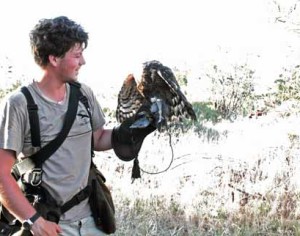 I requisiti per diventare falconiere