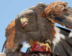 Regolamentazione della falconeria in Spagna