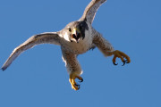 Falco Pellegrino (Falco peregrinus)