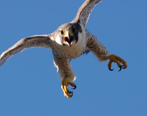 Falco Pellegrino (Falco peregrinus)