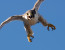 Falco Pellegrino (Falco peregrinus)