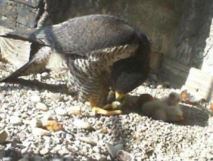 Live Cam nel nido dei Rapaci