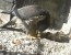 Live Cam nel nido dei Rapaci