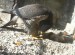 Live Cam nel nido dei Rapaci