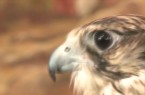 Falconry in the UAE