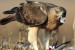 Sicilia – Rubate nel nido due rarissime Aquile del Bonelli. Basta dare la Colpa ai Falconieri!