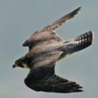 hawk73