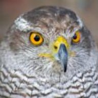 hawk