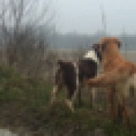 monicadoghorse