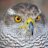 hawk