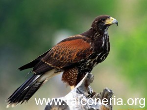 Falco di harris