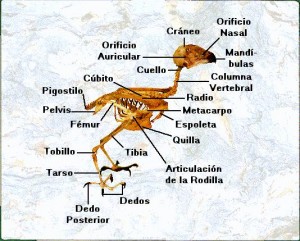 anatomia