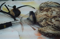 anestesia falco