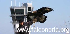 aquila aeroporto bari bird control