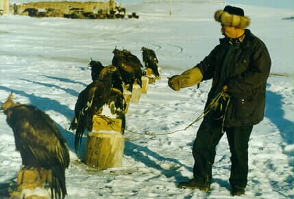aquile_in_kaz