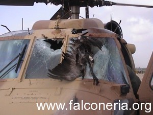 bird strike