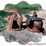 cappdelafuente.gif (175552 byte)
