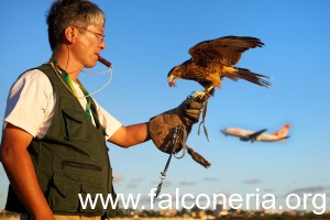 falconiere aeroporto