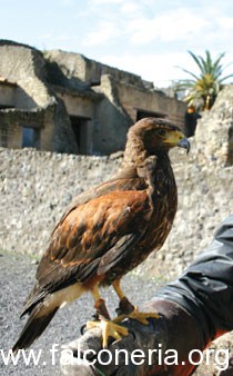 falchi archeologi