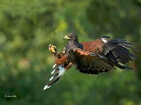 falco di harris