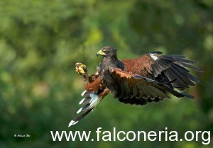 falco di harris