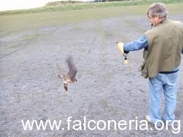 falconeria salto al pugno filagna