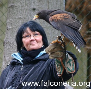 falconiera
