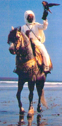 Falconiere marocchino a cavallo