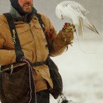 Falconiere canadese