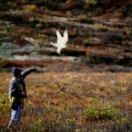 Falconiere dall' Alaska