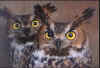 image009.jpg (36941 byte)