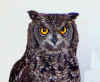 image017.jpg (40352 byte)
