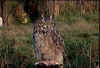 image029.jpg (54512 byte)