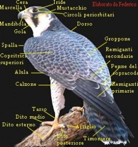 peregrine falcon con nomenclatura