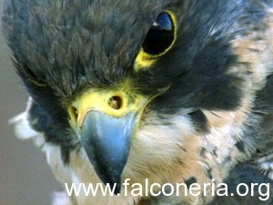 peregrine-falcon